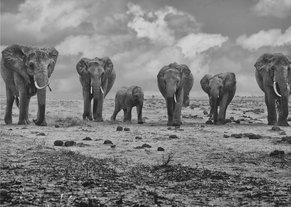 Wall art Big Family. Elephants