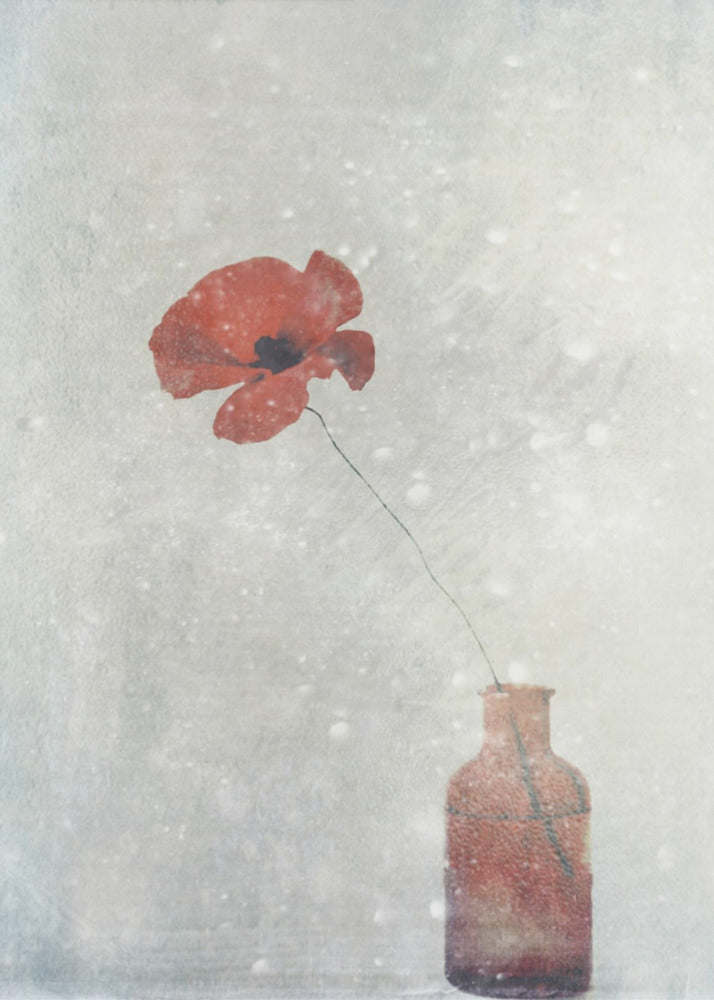 Winter Poppy