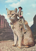 Cat Lone Ranger
